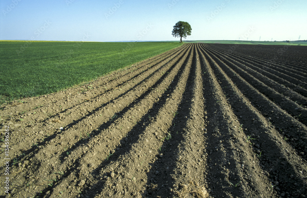 Lime tree, soil structure on field, Austria, Lower Austria, Wein Lime tree, soil structure on field, Austria, Lower Austria, Wein
