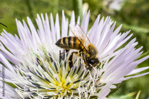 Fotografia Macro al Fiore di Cardo e Ape, Bombo, Ragno, Coleottero, Coccinella photo