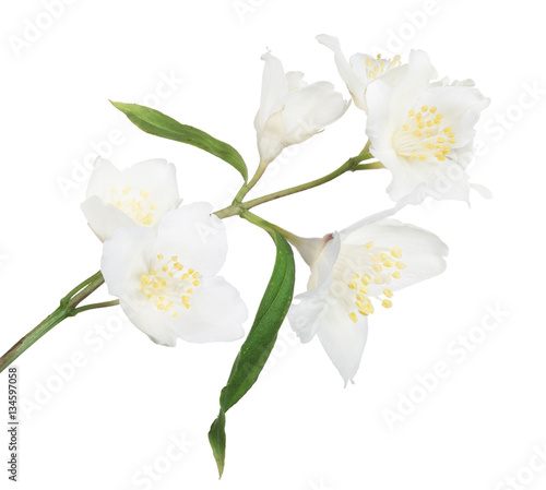 white spring jasmin branch with six blooms