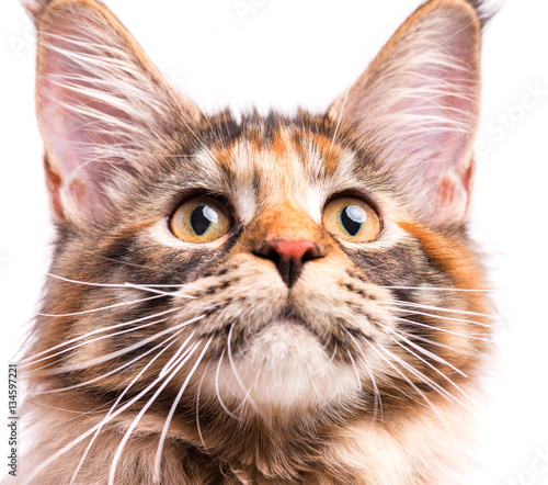 Portrait of domestic tortoiseshell Maine Coon kitten. Fluffy kitty isolated on white background. Close-up studio photo adorable curious young cat looking up.