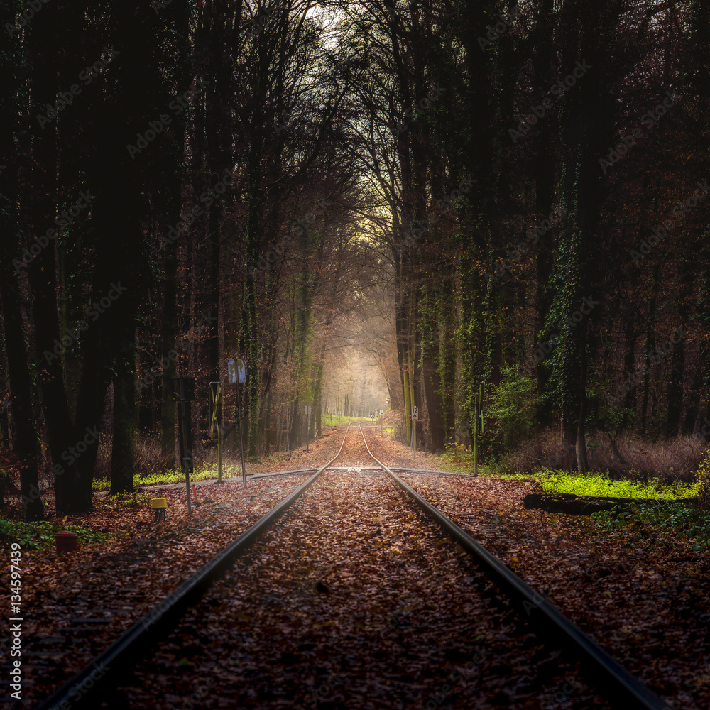 Fototapeta premium Stadtwald Rails
