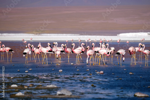 Pink flamingos Bolivia
