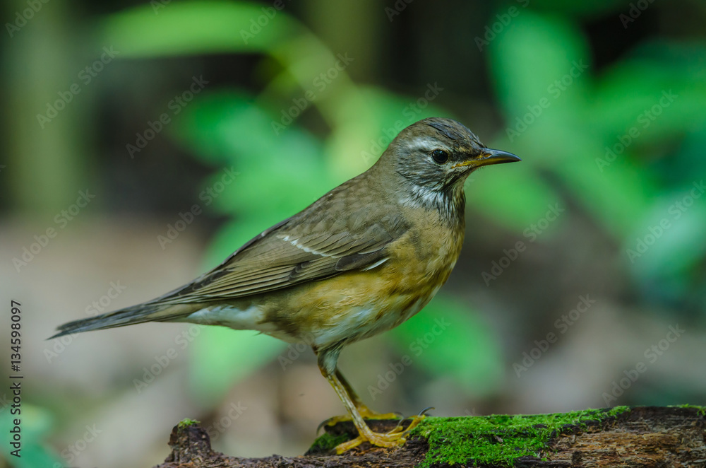 Eyebrowed Thrush Bird (Turdus obscures) Eyebrowed Thrush Bird (Turdus obscures)