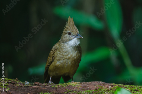 Ochraceous Bulbul bird (Alophoixus ochraceus) photo