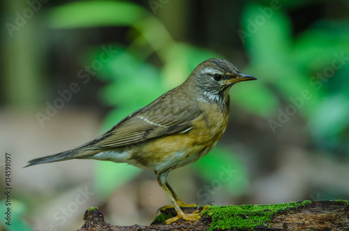 Eyebrowed Thrush Bird (Turdus obscures)