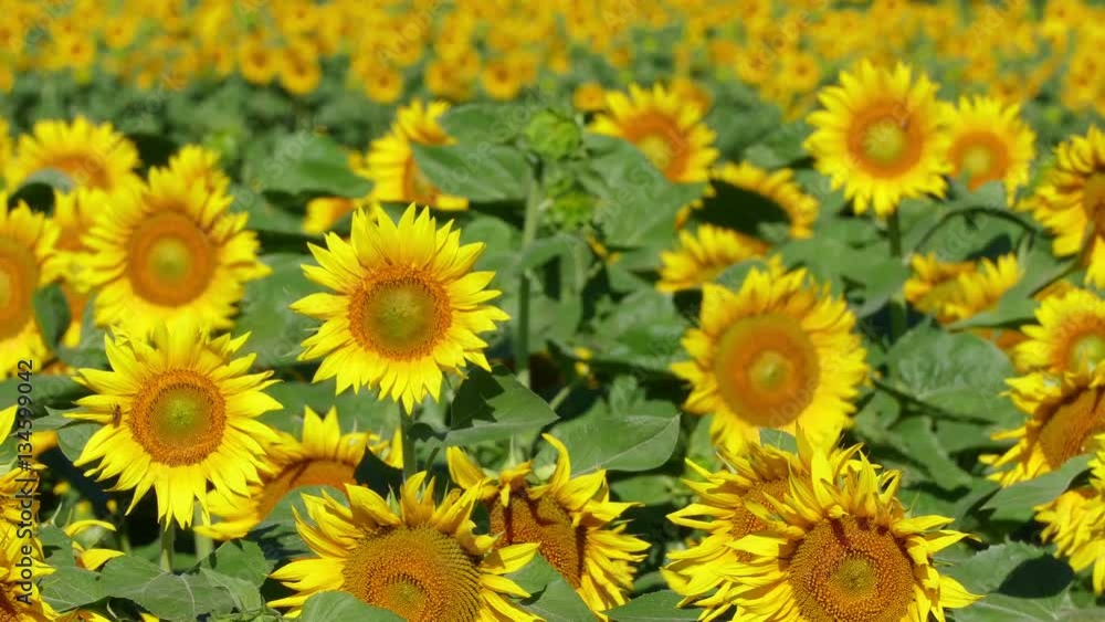 Sunflowers in a field dancing on the wind, beauty in nature Sunflowers in a field dancing on the wind, beauty in nature