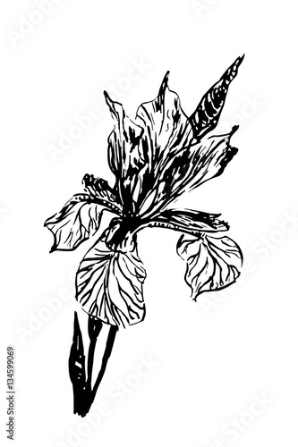 Fototapeta Naklejka Na Ścianę i Meble -  vintage drawing beautiful flower iris sketch hand drawn ink vector illustration