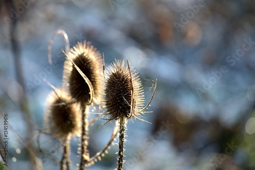 Teasels in the frost, with spider webs.