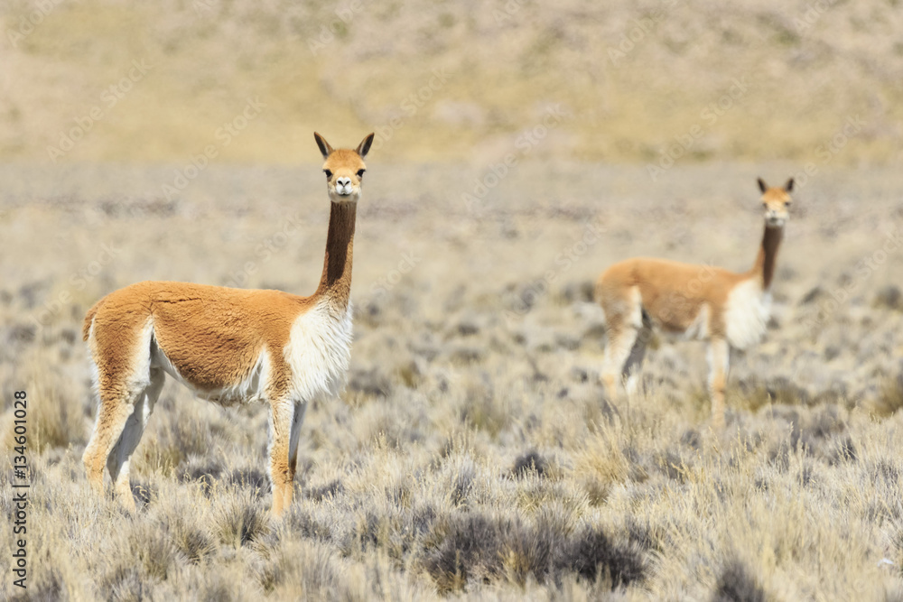 Peru, La Reserva Nacional Salinas y Aguada Blanca, vicunas Peru, La Reserva Nacional Salinas y Aguada Blanca, vicunas