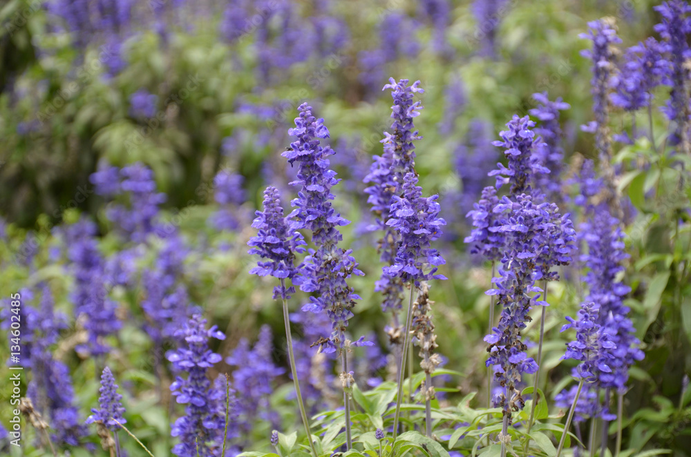 Blooming blue bugleweeds Ajuga Blooming blue bugleweeds Ajuga