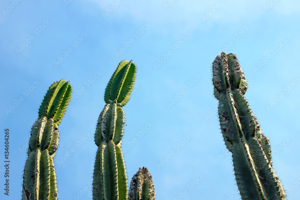 Naklejka premium Green tall cactus against blue sky