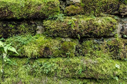 Green moss on old brick wall