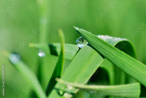 goutte de rosée sur feuilles vertes