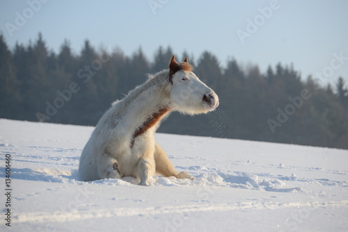 ist was  geschecktes Pferd sitzt im Schnee und scheint skeptisch zu schauen
