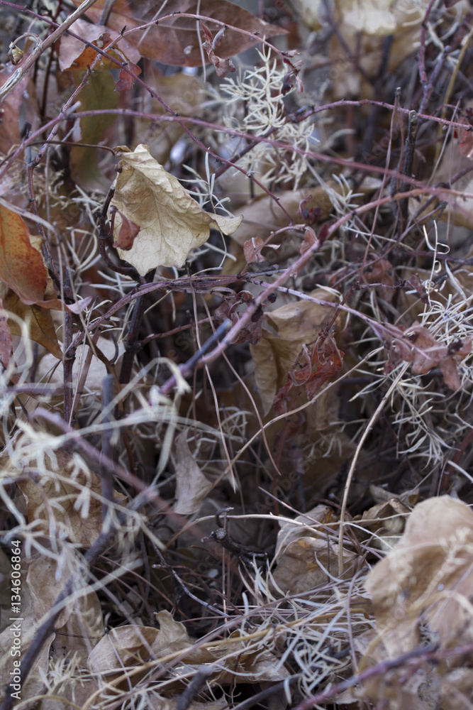 Weed, dried leaves and roots massed Weed, dried leaves and roots massed