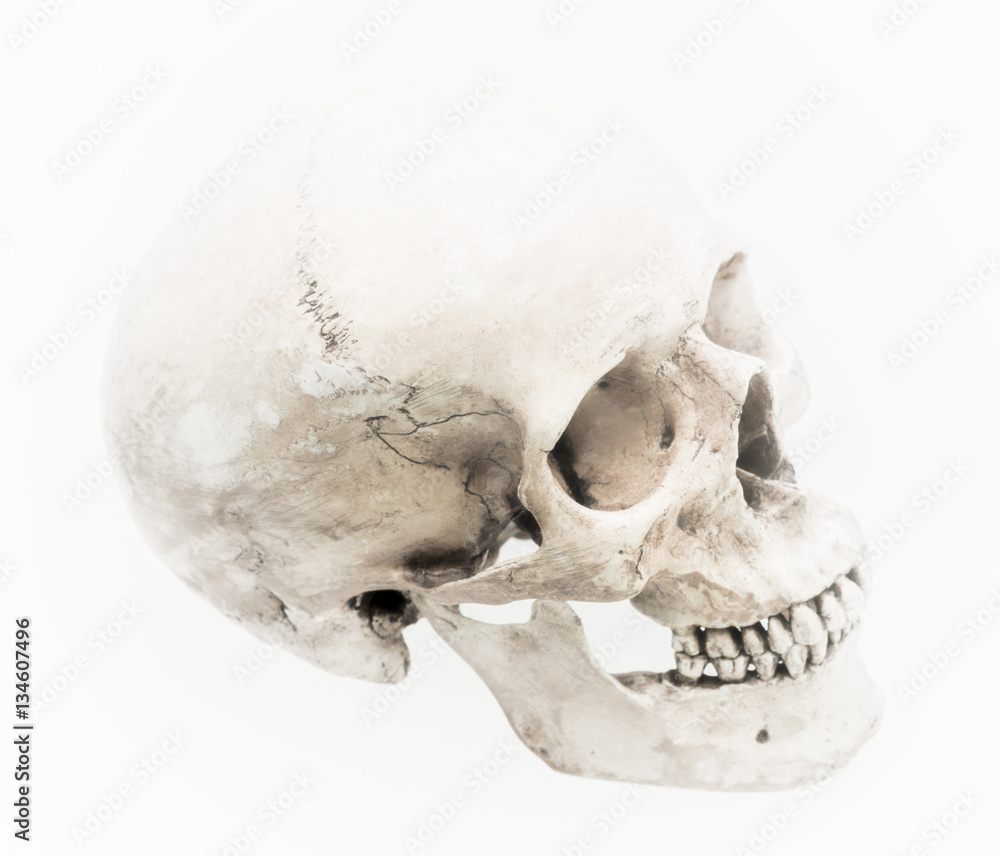 Model of human skull, isolated on white Model of human skull, isolated on white