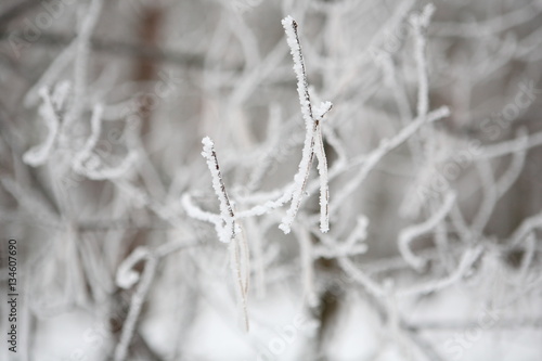 A branch of hornbeam covered with frost © Vitalfoto