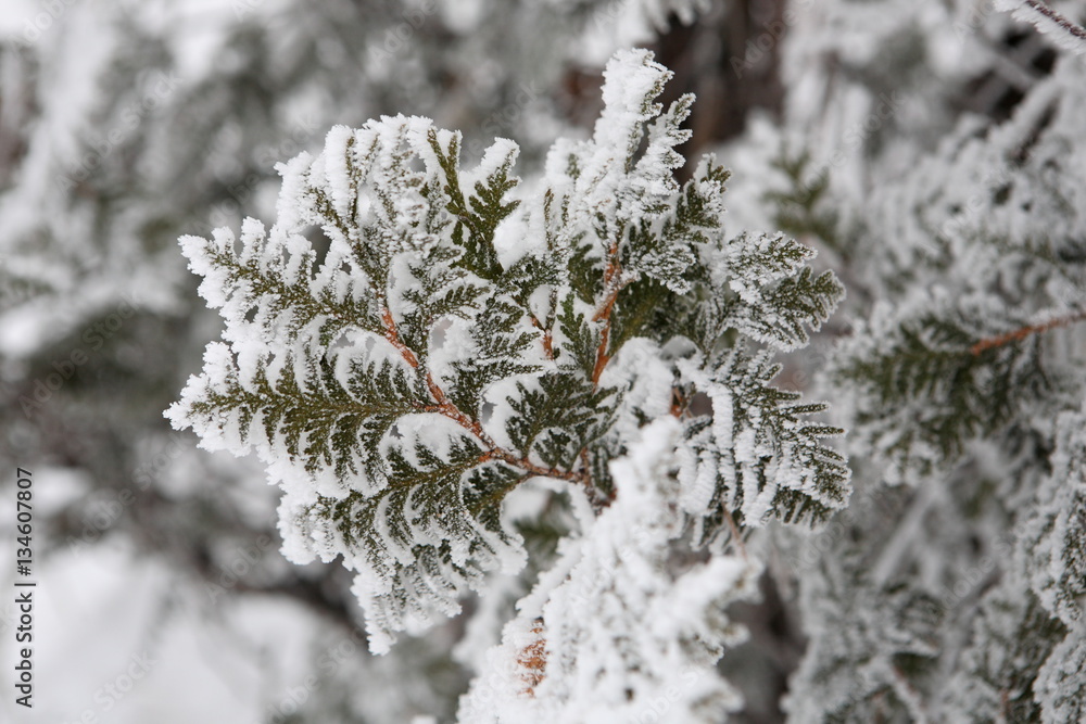 white cedar covered with frost white cedar covered with frost