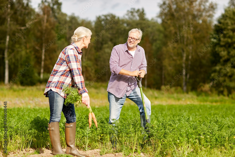 senior couple with shovel picking carrots on farm senior couple with shovel picking carrots on farm