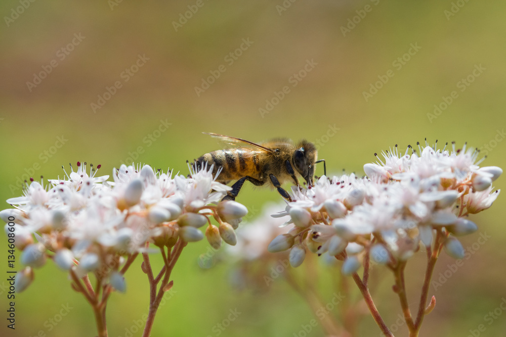 Bee cross between two white flower closeup Bee cross between two white flower closeup