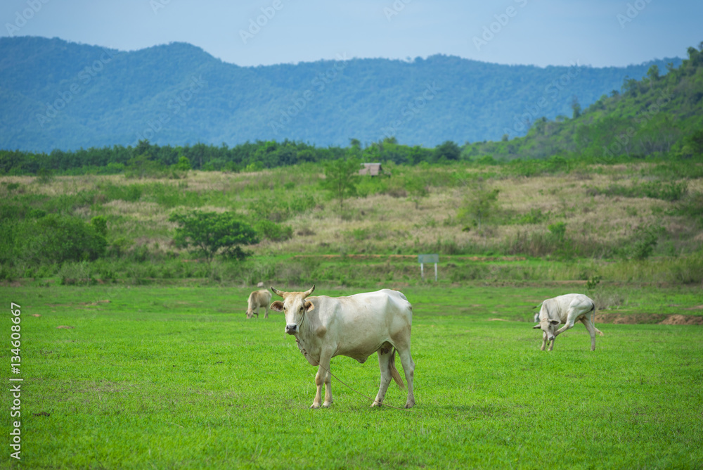 white cattle cow