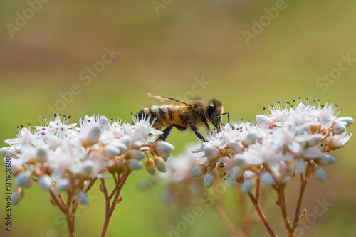 Bee cross between two white flower closeup
