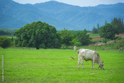 white cattle cow