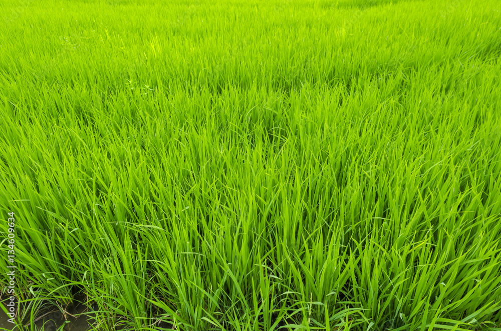 Green paddy rice field, Thailand Green paddy rice field, Thailand