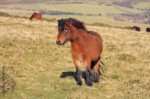 Dartmoor Pony © Jenny Thompson
