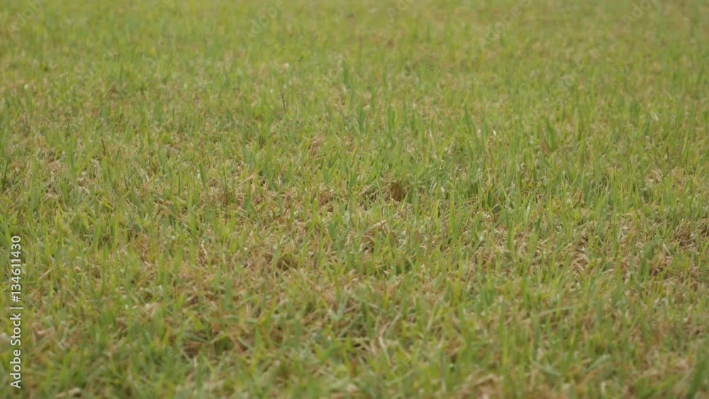 panning shot of grass in the garden panning shot of grass in the garden