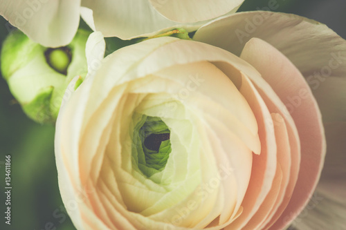 tender pink ranunculus flower