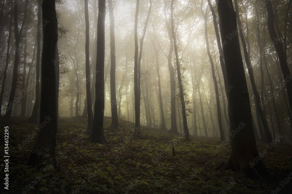 Misty forest background. Trees in fog in gloomy mysterious landscape