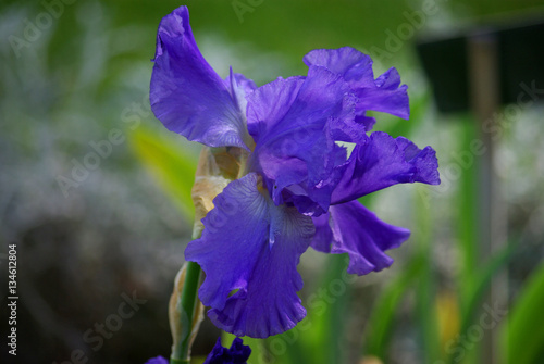 Fototapeta Naklejka Na Ścianę i Meble -  Iris bleu indigo au printemps