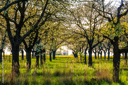 blühende Kirschbäume auf Kirschplantage im Sommer photo