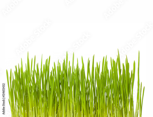 Growing green grass