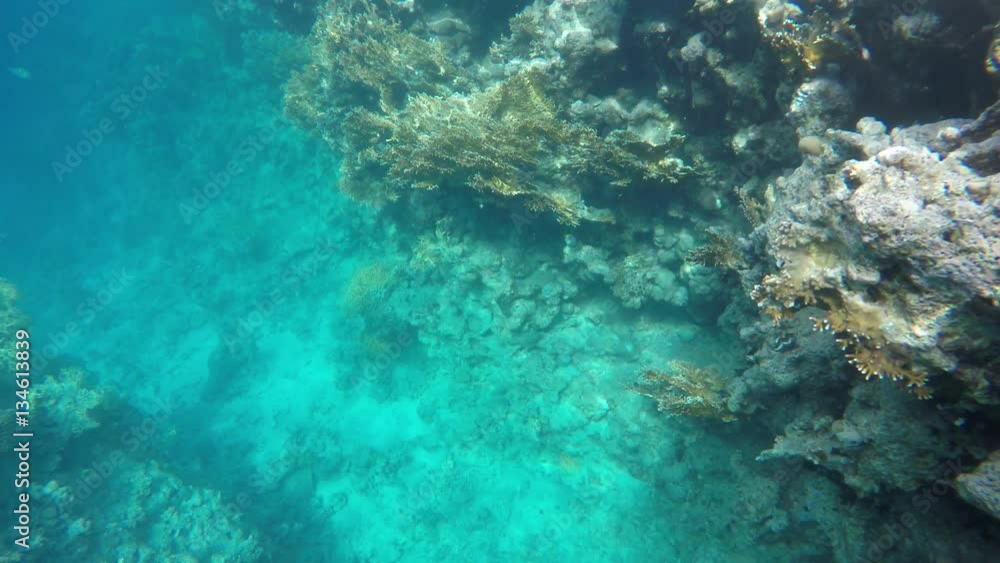 Coral reefs in the clear water. Coral reefs in the clear water.