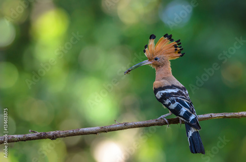 Eurasian Hoopoe or Common hoopoe(Upupa epops), The beautiful bird on branch, Bangpra Non-hunting Area,Thailand © Narupon