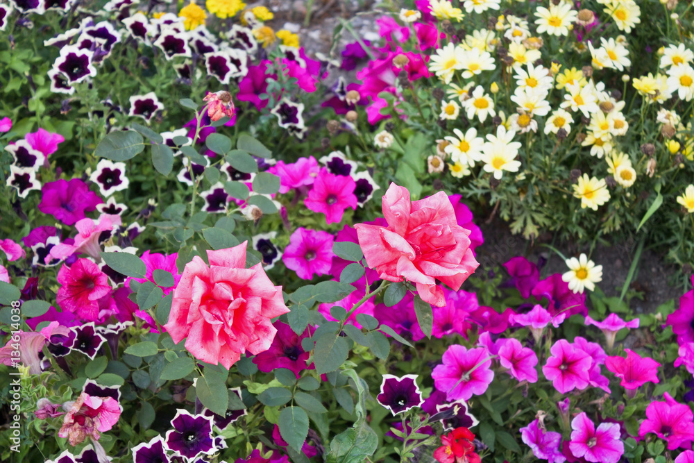 flowerbed with roses, daisies and petunias closeup