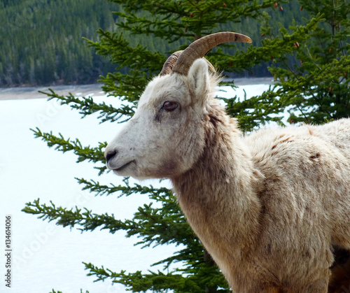 Mountain Sheep photo