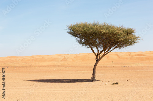 Desert in Oman with green tree © Fredy Thürig