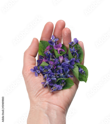Viola odorata in the hand