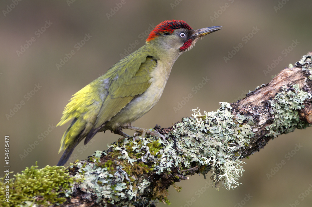 Obraz premium Adul male of European green woodpecker. Picus viridis