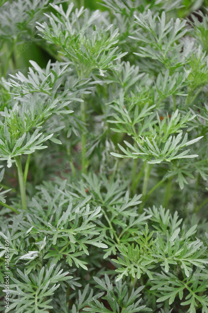 Wermut (Artemisia absinthium) Wermut (Artemisia absinthium)