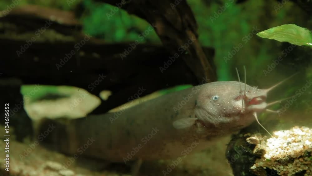 Electric Catfish (Malapterurus electricus) floating in special aquarium. Electric Catfish (Malapterurus electricus) floating in special aquarium.