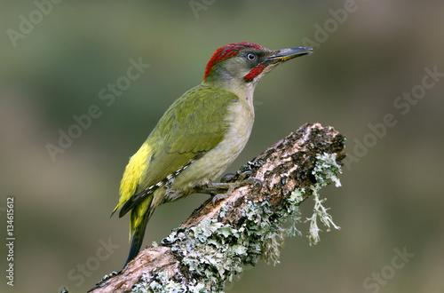Adul male of European green woodpecker. Picus viridis photo