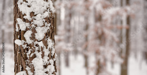 Pine tree trunk covered with snow. Winter forest. Copy space.