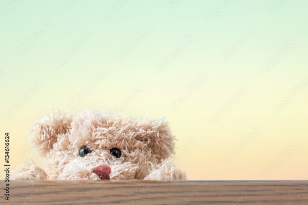 Fototapeta premium Teddy bear play hide and seek ,happy feeling