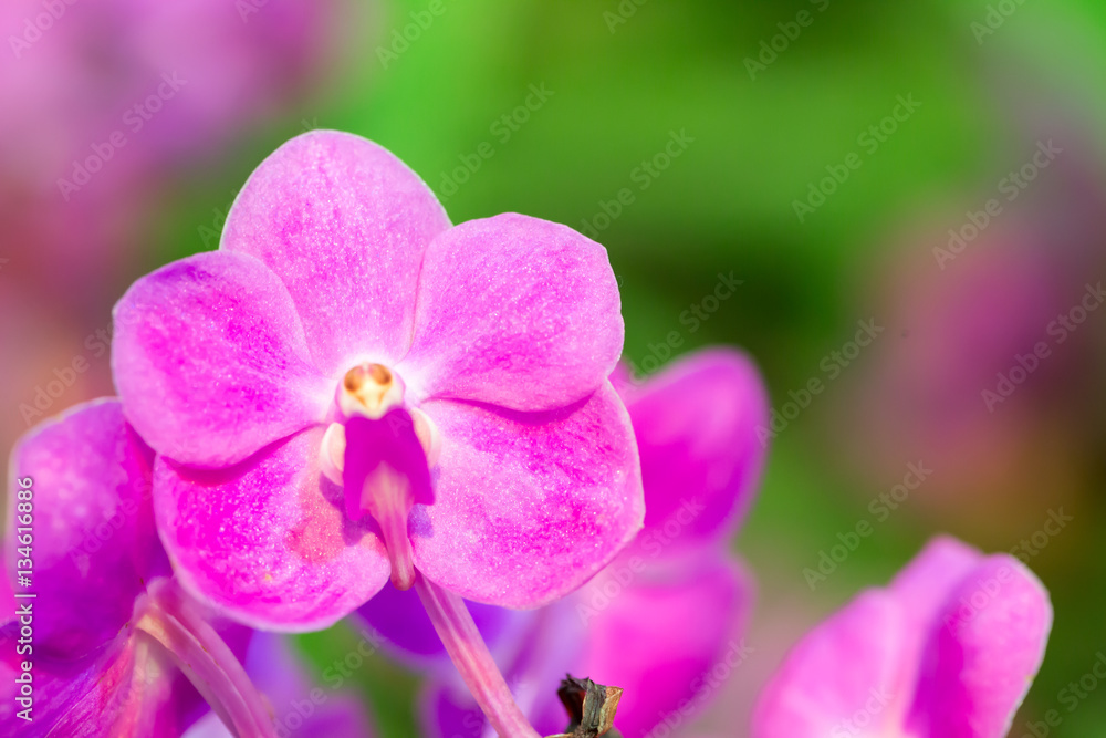 Purple orchid flower with colourful background Purple orchid flower with colourful background
