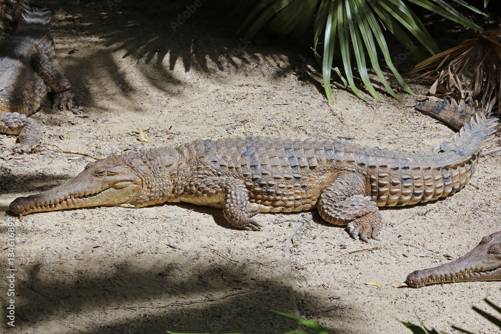 Naklejka premium Australian freshwater crocodile