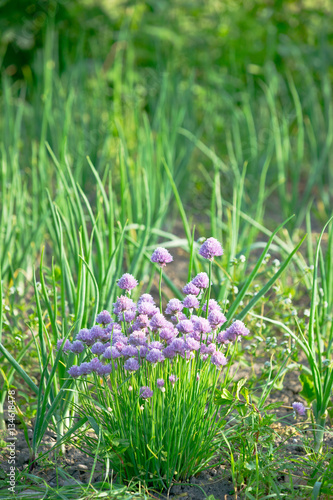 Purple blossoming chives with scallions in the background on a sunny vegetable garden bed photo